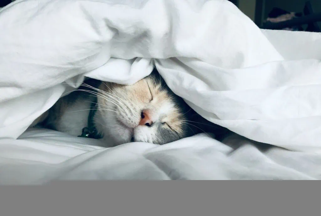 https://unsplash.com/photos/white-cat-sleeps-under-white-comforter-uy5t-CJuIK4?utm_content=creditCopyText&utm_medium=referral&utm_source=unsplash